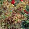 Coprosma Repens Pink Splendor -Boutique D'arbustes Coprosma repens Pink Splendor LD 18454 1