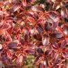 Coprosma (x) Repens Fire Burst -Boutique D'arbustes Coprosma x repens Fire Burst IF 16236 1