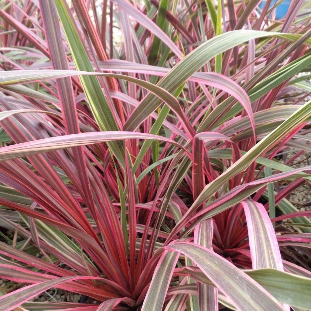 Cordyline Can Can 3 Cordyline Can Can