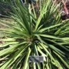 Cordyline Ti Tawhiti 1 Cordyline Ti Tawhiti -Boutique D'arbustes Cordyline Ti Tawhiti LD 18255 1