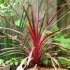 Cordyline Australis Cherry Sensation -Boutique D'arbustes Cordyline australis Cherry Sensation 1004552 1