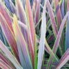Cordyline Australis Mint Chocolate -Boutique D'arbustes Cordyline australis Mint Chocolate V 18456 1