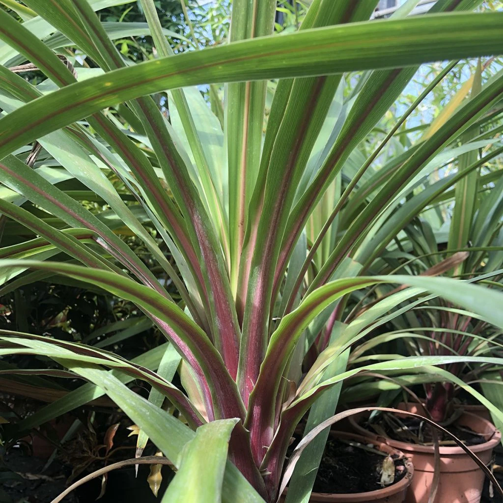 Cordyline Australis Peko 3 Cordyline Australis Peko