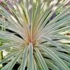 Cordyline Australis Pink Champagne -Boutique D'arbustes Cordyline australis Pink Champagne V 1004561 1