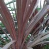 Cordyline Australis Red Star -Boutique D'arbustes Cordyline australis Red Star 7900 1