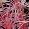 Cordyline Australis Southern Splendour -Boutique D'arbustes Cordyline australis Southern Splendour 83278 1