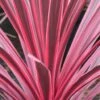 Cordyline Australis Sunrise -Boutique D'arbustes Cordyline australis Sunrise 81583 1