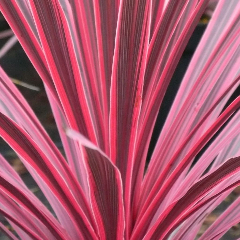Cordyline Australis Sunrise 3 Cordyline Australis Sunrise