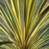 Cordyline Australis Torbay Dazzler -Boutique D'arbustes Cordyline australis Torbay Dazzler 83280 1