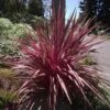Cordyline Banksii Electric Pink 2 Cordyline Banksii Electric Pink -Boutique D'arbustes Cordyline banksii Electric Pink 100458 1