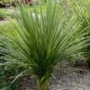 Cordyline Indivisa -Boutique D'arbustes Cordyline indivisa v 7219 1