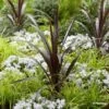 Cordyline Obtecta Superstar 2 Cordyline Obtecta Superstar -Boutique D'arbustes Cordyline obtecta Superstar 87381 1