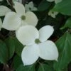Cornus Eddie's White Wonder - Cornouiller Hybride. -Boutique D'arbustes Cornus Eddie s White Wonder 83894 1