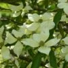 Cornus Capitata - Cornouiller De L'Himalaya -Boutique D'arbustes Cornus capitata 84005 1