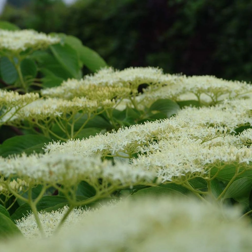 Cornus Controversa Pagoda - Cornouiller Des Pagodes 3 Cornus Controversa Pagoda - Cornouiller Des Pagodes