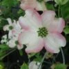 Cornus Florida Cherokee Chief - Cornouiller D'Amerique -Boutique D'arbustes Cornus florida Cherokee Chief 84008 1