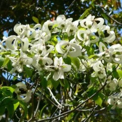 Cornus Florida Urbiniana - Cornouiller De Floride