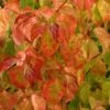 Cornus Sanguinea Magic Flame - Cornouiller Sanguin -Boutique D'arbustes Cornus sanguinea Magic Flame 84018 1