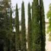 Cupressus Sempervirens Stricta - Cyprès D'Italie -Boutique D'arbustes Cupressus sempervirens Stricta 83283 1