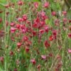 Genêt à Balais - Cytisus Boskoop Ruby -Boutique D'arbustes Cytisus Boskoop Ruby 781591 1