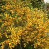 Genêt - Cytisus Scoparius Palette -Boutique D'arbustes Cytisus Palette 100093 1