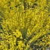 Genêt Précoce - Cytisus Praecox Allgold -Boutique D'arbustes Cytisus praecox Allgold 781597 1