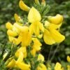 Genêt à Balais - Cytisus Scoparius Vanesse -Boutique D'arbustes Cytisus scoparius Vanesse 100095 1