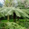 Fougère Arborescente - Dicksonia Antarctica -Boutique D'arbustes Dicksonia antartica ld Tim Green aka atoach 79444 1 1