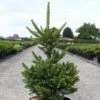 Picea Abies Will's Zwerg - Épicéa Commun -Boutique D'arbustes Epicea commun Picea abies Will s Zwerg IF 1002732 1
