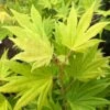 Erable Du Japon - Acer Palmatum Summer Gold -Boutique D'arbustes Erable du japon acer palmatum summer gold copyright 8392611 1