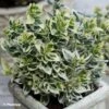 Euonymus Fortunei Dan's Delight - Fusain Persistant -Boutique D'arbustes Euonymus fortunei Dan s Delight 88797 1