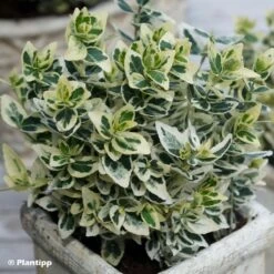 Euonymus Fortunei Dan's Delight - Fusain Persistant