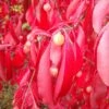 Euonymus Grandiflorus Red Wine - Fusain -Boutique D'arbustes Euonymus grandiflorus Red Wine 85244 1