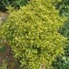 Euonymus Japonicus Aureomarginatus - Fusain Du Japon -Boutique D'arbustes Euonymus japonicus Aureomarginatus 84069 1