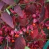 Euonymus Planipes - Fusain -Boutique D'arbustes Euonymus planipes 80065 1