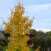Ginkgo Biloba Fastigiata Gold Flame - Arbre Aux Quarante écus -Boutique D'arbustes Ginkgo Biloba fastigiata Gold Flame LD 16550 1