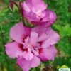Hibiscus Syriacus Eruption - Althéa Ou Mauve En Arbre 1 Hibiscus Syriacus Eruption - Althéa Ou Mauve En Arbre -Boutique D'arbustes HIBISCUS ERUPTION 761637 1