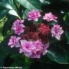 Hortensia - Hydrangea Macrophylla Etoile Violette -Boutique D'arbustes HORTENSIA ETOILE VIOLETTE 9523 1