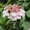Hortensia - Hydrangea Serrata Grayswood 1 Hortensia - Hydrangea Serrata Grayswood -Boutique D'arbustes HYDRANGEA SERRATA GRAYSWOOD 781676 1