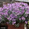 Hebe Garden Beauty Purple - Véronique Arbustive -Boutique D'arbustes Hebe Garden Beauty Purple 88807 1