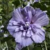 Hibiscus Syriacus Blue Chiffon - Althea Bleu Double -Boutique D'arbustes Hibiscus Blue Chiffon copyright 95092 1 1