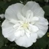 Hibiscus Syriacus White Chiffon - Althéa Blanc Double -Boutique D'arbustes Hibiscus White Chiffon copyright 75441 1 2