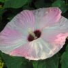 Hibiscus Moscheutos Fujin - Hibiscus Des Marais Nain -Boutique D'arbustes Hibiscus moscheutos Fujin 89522 1