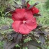 Hibiscus Moscheutos Geant Red - Hibiscus Des Marais En Pot De 1L/1,5L -Boutique D'arbustes Hibiscus moscheutos Geant Red Hibiscus des marais en pot de 1L15L IF 15637 1