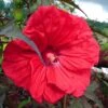 Hibiscus Moscheutos Red Wine - Hibiscus Des Marais -Boutique D'arbustes Hibiscus moscheutos Red Wine 100639 1