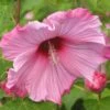Hibiscus Moscheutos Sweet Caroline - Hibiscus Des Marais -Boutique D'arbustes Hibiscus moscheutos Sweet Caroline 83350 1