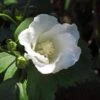 Hibiscus Syriacus Diana - Althéa Blanc -Boutique D'arbustes Hibiscus syriacus Diana 88712 1