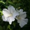 Hibiscus Syriacus Eléonore - Althéa Simple, Blanc Pur -Boutique D'arbustes Hibiscus syriacus Eleonore 82325 1