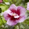 Hibiscus Syriacus Flower Tower Purple - Althea Rose à Coeur Rouge -Boutique D'arbustes Hibiscus syriacus Flower Tower Purple Gandini Santiago Althea rose a coeur rouge copyright 17190 1