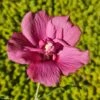 Hibiscus Syriacus Flower Tower Ruby - Althea 1 Hibiscus Syriacus Flower Tower Ruby - Althea -Boutique D'arbustes Hibiscus syriacus Flower Tower Ruby Althea rose rouge fonce copyright 179010 1